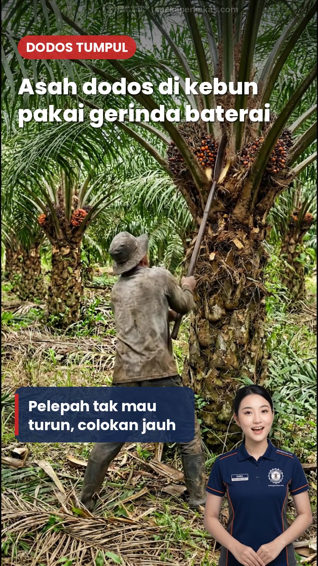 Asah Dodos Sawit di Kebun Pakai Gerinda Baterai