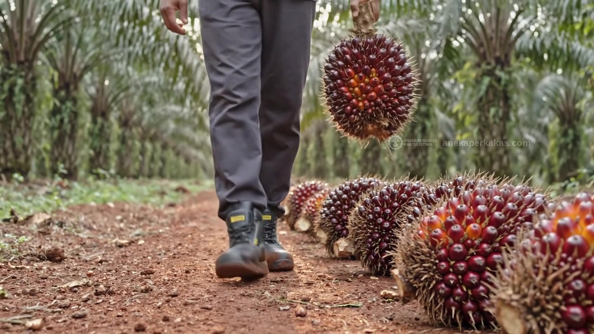 Sepatu safety untuk panen sawit di Sanggau — Jatuh Saja